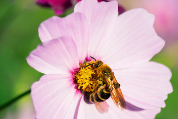 コスモスとハチ