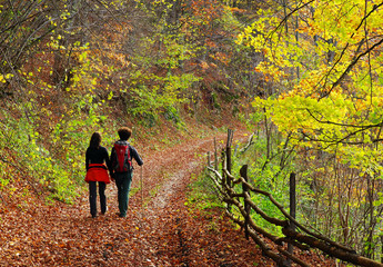 Young couple walking on a forest path