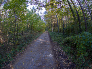 road in woods while spring to autumn transition with beautiful orange and red tones	