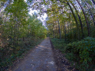 road in woods while spring to autumn transition with beautiful orange and red tones	