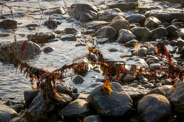 Brown laminaria on White sea bay, Russia