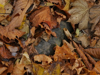 autumn leaves on ground