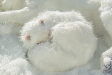 artificial arctic fox sleeping on the snow.