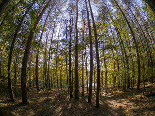 road in woods while spring to autumn transition with beautiful orange and red tones	