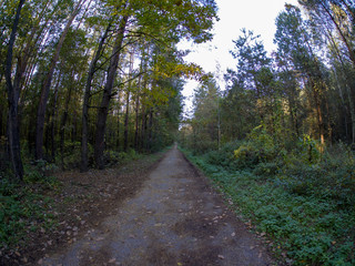 road in woods while spring to autumn transition with beautiful orange and red tones	