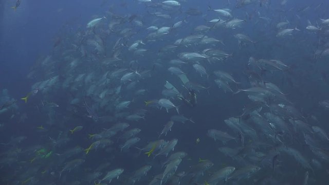 Free diver and Massive school of bigeye trevally ( Caranx sexfasciatus) 