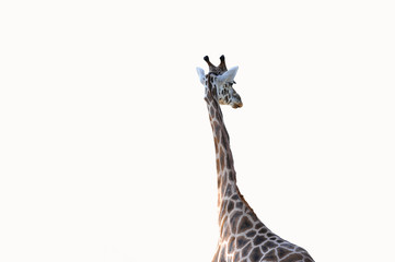 Naklejka premium giraffe netzgiraffe giraffen hals kopf isoliert freigestellt