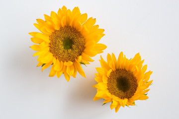 Obraz premium Sunflower