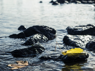 Leaf in Autumn on a stone in the river