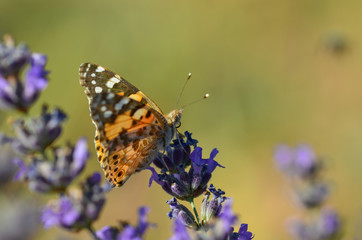  Painted Lady butterfly, Vanessa cardui is resting on the lavander