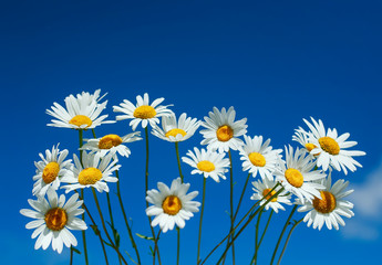 natural background of many beautiful wild flowers white daisies on blue sky