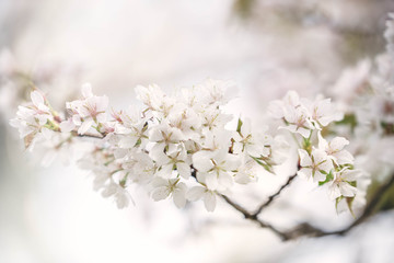Cherry blossom in full bloom. Soft focus of white cherry blossom or Sakura in Kyoto Japan over light blue sky background.