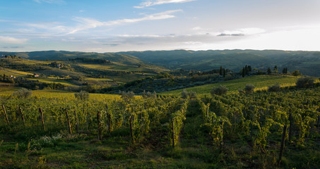 Fototapeta na wymiar Vista della conca d'oro Panzano in Chianti, greve in chianti, firenze, toscana, italia, con vigneti e ulivi al tramonto