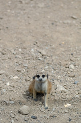 Meerkat sitting on the sand.