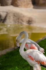 Detail of flamingo with background. A flock of flamingos on a background.