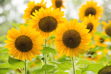 Obraz premium Yellow sunflowers. Field of sunflowers