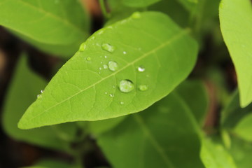 Leaf Drop Water
