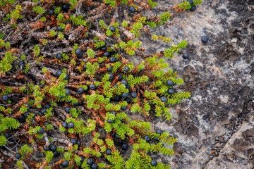 Black crowberry on rocks. White sea, Russia