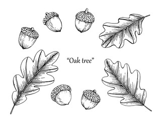 Oak leaf drawing illustration by hand drawn line art. © suwi19