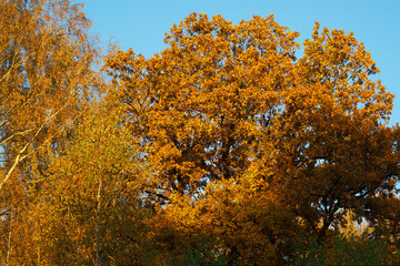 Oak grove in autumn with a oak tree in orange foliage