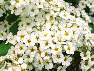 Weiße Blumen 