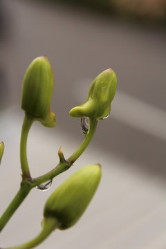 Flower drop water