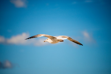 Fototapeta na wymiar Black headed gull during a flight