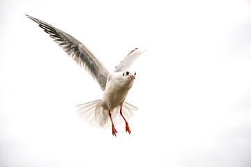 Black headed gull during a flight with spread wings