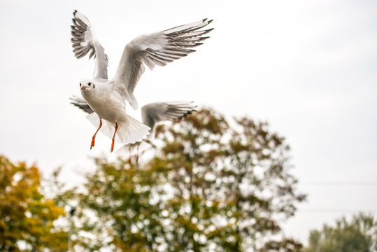 Black headed gull during a flight with spread wings