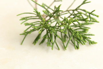 Leaf White Background