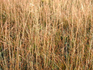 Autumn field