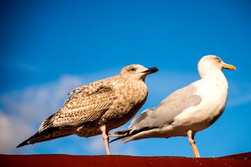 Obraz premium herring gull, young and adult bird on a roof