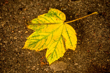 maple leaf in autumnal colors