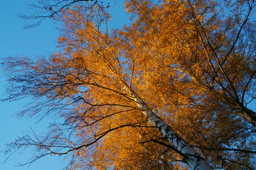 Birch forest in the fall with yellow foliage