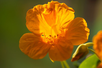 Yellow Nasturtium Flower