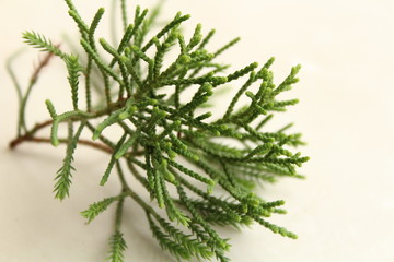 Leaf White Background