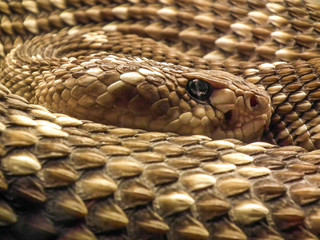 vibora, con escamas de color cafe, textura, ojo grnade