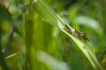 insectos sobre hojas verdes naturaleza viviente