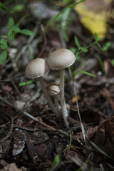 Setas venenosas 