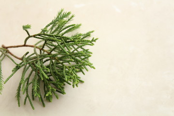 Leaf White Background