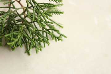 Leaf White Background