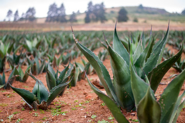 campo de maguey pulque tierra verde carretas antiguas