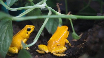 frog on a leaf