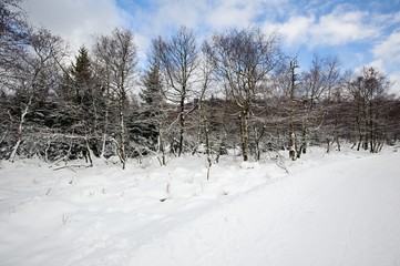 Winter landscape covered with snow