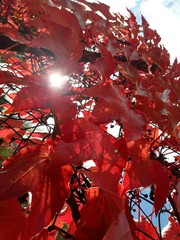 Edera rossa in Autunno