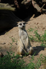 Tiere im Tierpark Ueckermünde