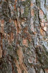 Texture of bark wood use as natural background