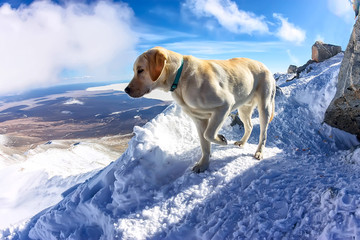 Dog white retriever labrador on top of a snowy mountain looks into the distance