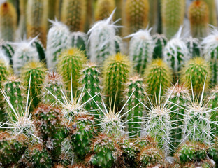 Variety of cactus flowers in a row