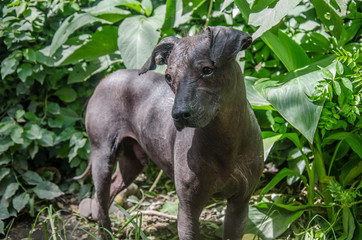 perro xoloitzcuintle mexico, entre campo y hojas verdes
